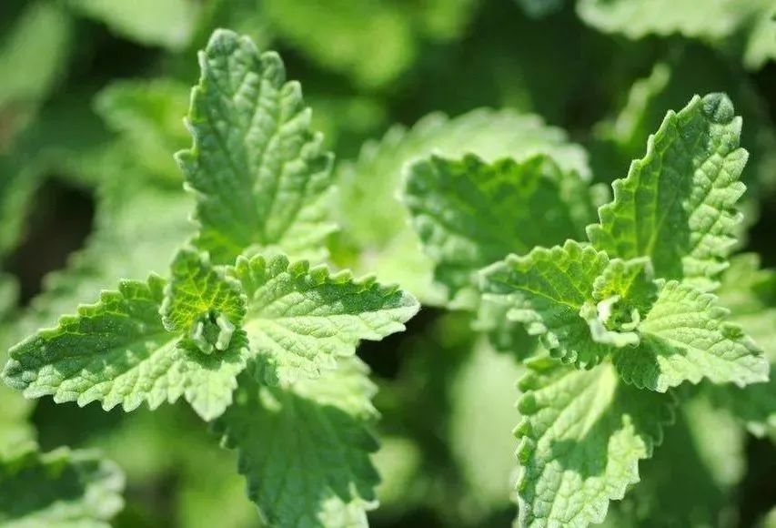 你可曾聽(tīng)說(shuō)過(guò)“香草花園”，家里瞬間變身為超高級(jí)的米其林氛圍