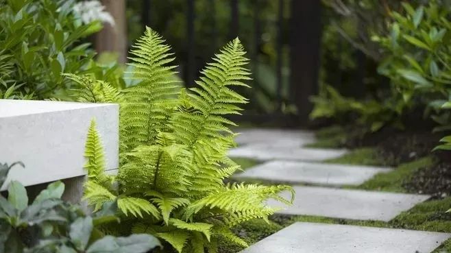 花園汀步，雜亂與韻律的交融之美