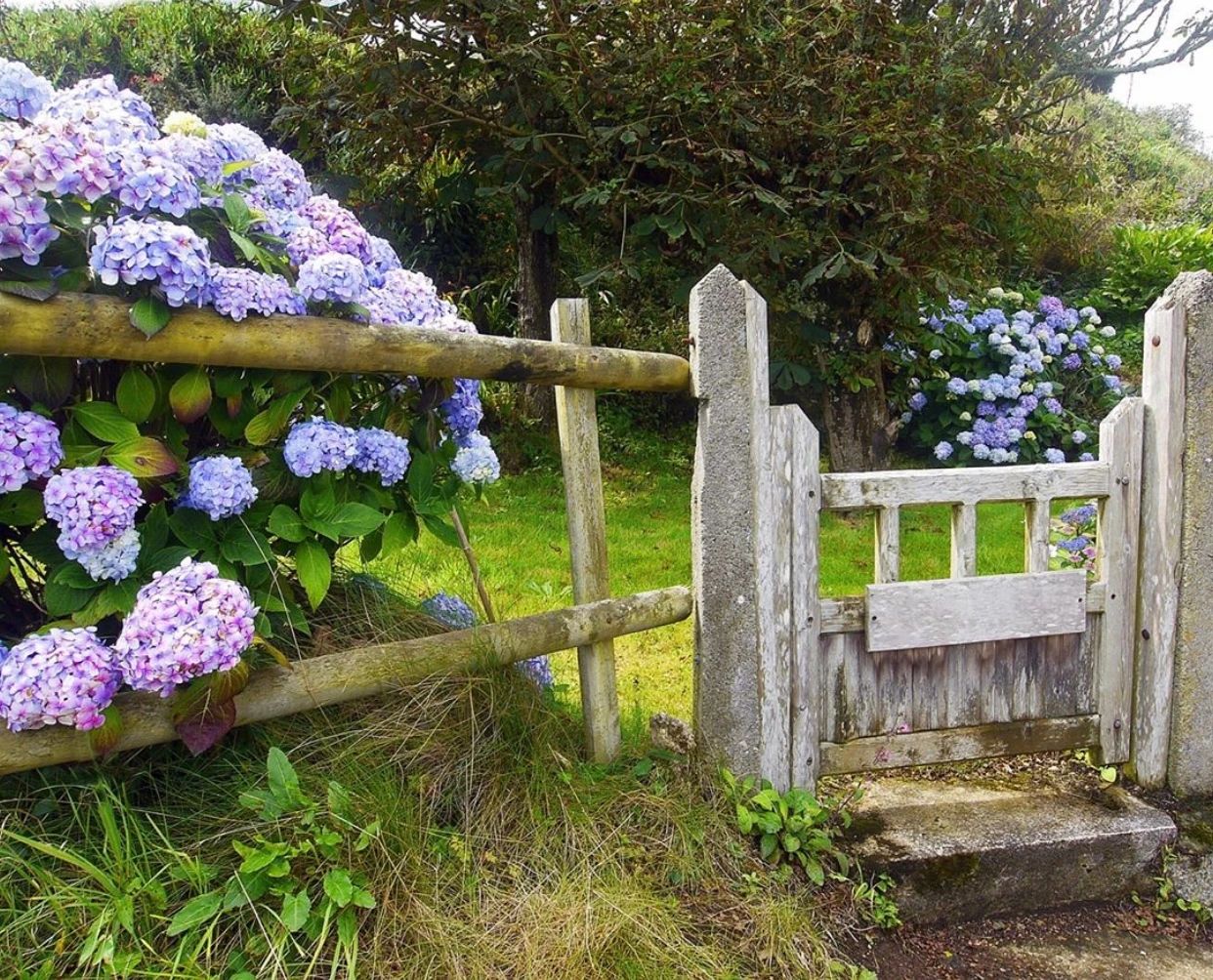 愿你能早日有個小院，種上花草，歡度余生